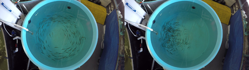 Left: Anchovies swimming in unscented water. Right: Achovies exhibiting feeding behavior after being exposed to the odor of plastic debris. (Image: Matthew Savoca)